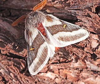 <span class="mw-page-title-main">Tricolor buckmoth</span> Species of moth