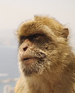 Un macaque berbère (Macaca sylvanus) de Gibraltar. (définition réelle 1 906 × 2 348)