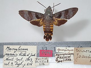 <i>Macroglossum joannisi</i> Species of moth