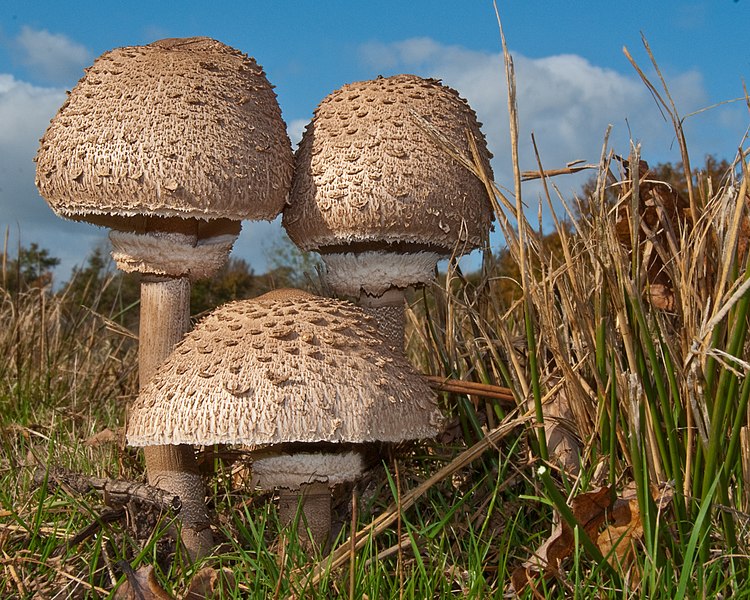 File:Macrolepiota procera 4047591548 3c7342e593 o.jpg