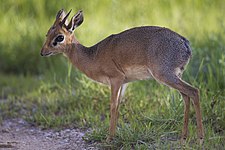 Bovidae Jaftol: Vexala dem oxieem, Artiodactyla yaseem, Pulasa vuestexa is xantaza