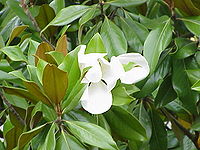 Flor de Magnolia grandiflora