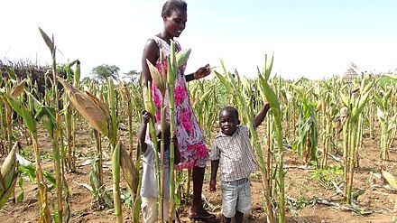 Maize farming in Uganda is made more difficult due to heat waves and droughts worsened by climate change in Uganda.
