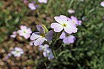 Vignette pour Malcolmia maritima