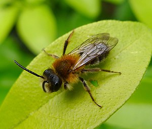 Včely Samotářky: Charakteristika, Hospodářský význam, Včely samotářky v české krajině