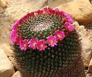 <i>Mammillaria mystax</i> Species of cactus