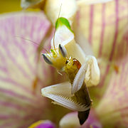 Mantis Hymenopus coronatus 5 Luc Viatour.jpg