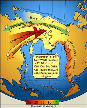 Schematic illustration of maternal geneflow in and out of Beringia.Colours of the arrows correspond to approximate timing of the events and are decoded in the coloured time-bar. The initial peopling of Berinigia (depicted in light yellow) was followed by a standstill after which the ancestors of indigenous Americans spread swiftly all over the New World, while some of the Beringian maternal lineages–C1a-spread westwards. More recent (shown in green) genetic exchange is manifested by back-migration of A2a into Siberia and the spread of D2a into north-eastern America that post-dated the initial peopling of the New World.