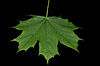 Maple leaf Fcb981.JPG