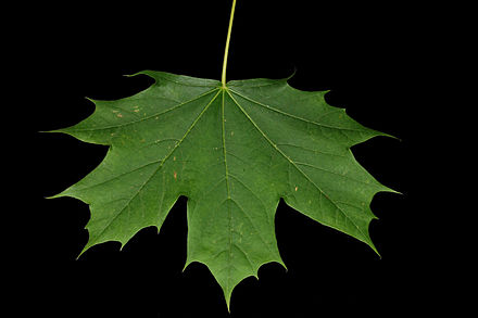 Верен лист. Acer platanoides Leaf. Кленовый лист. Зеленый лист клена. Кленовые листочки.