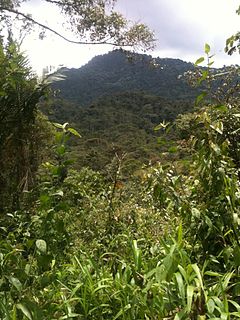 Maquipucuna nature reserve in Ecuador