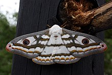 Marbled emperor moth (Heniocha dyops) in Botswana Marbled emperor moth heniocha dyops.jpg