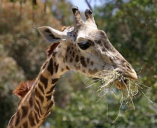 Masai giraffe