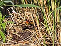 Jonge meerkoeten worden op het nest gevoerd door beide ouders.