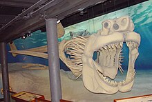 A skeletal reconstruction of megalodon. Visible are the jaws with two rows of teeth, eye sockets, a pointed snout, several long, straight spines protruding outwards in the gill area behind the head, and a long horizontal item representing the vertebral column