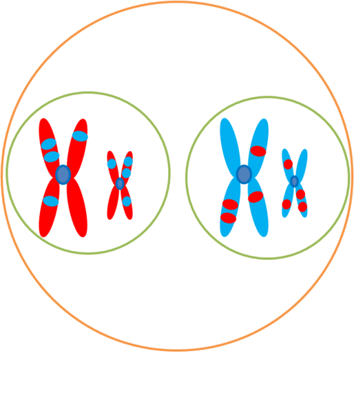 File:Meiosis 1- Telophase 1.png