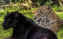 Melanistic and normally coloured jaguars Melanism in Panthera Onca.jpg