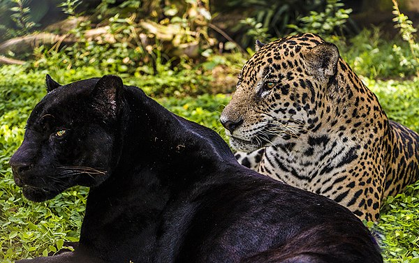 Melanistic and normally coloured jaguars