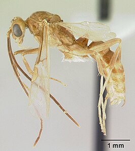 Pachycondyla melanaria