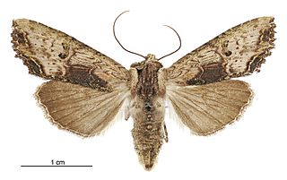 <i>Meterana coeleno</i> Species of moth endemic to New Zealand