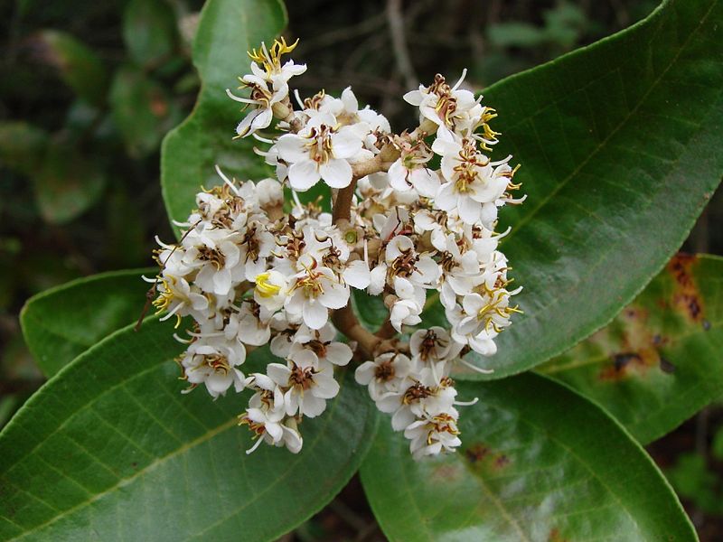 File:Miconia fallax.jpg