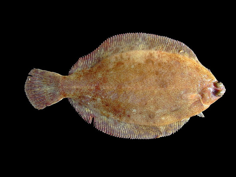 File:Microstomus kitt.jpg