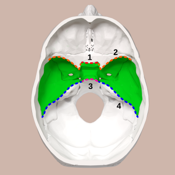 Middle cranial fossa