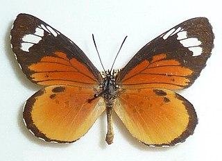 <i>Mimacraea marshalli</i> Species of butterfly