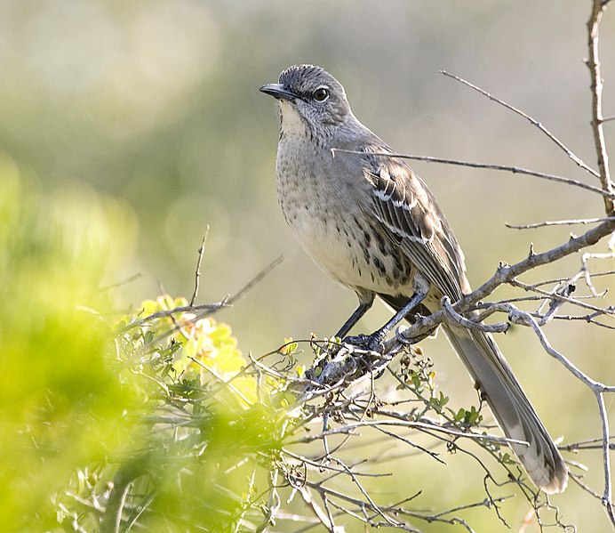 File:Mimus gundlachii -Ciego de Avila Province, Cuba-8 (1).jpg