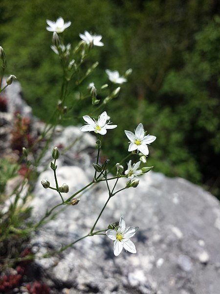 File:Minuartia setacea sl24.jpg