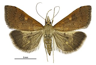 <i>Mnesictena flavidalis</i> Species of moth