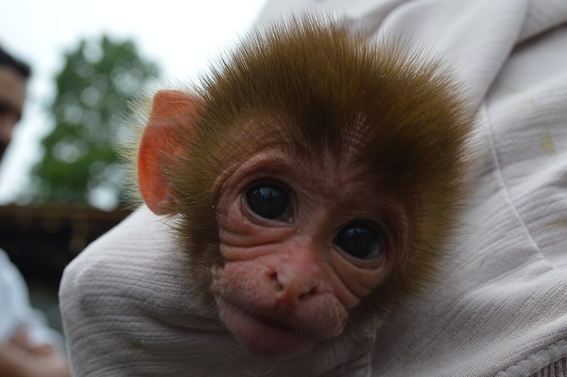 File:Monkey from nepal.jpg