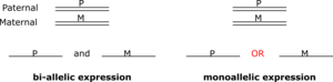 Diagram shows the difference between mono- and bi-allelic expression Monoallelicexpr.png