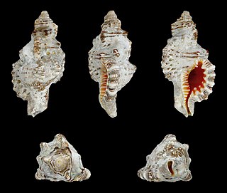 <i>Monoplex</i> Genus of gastropods