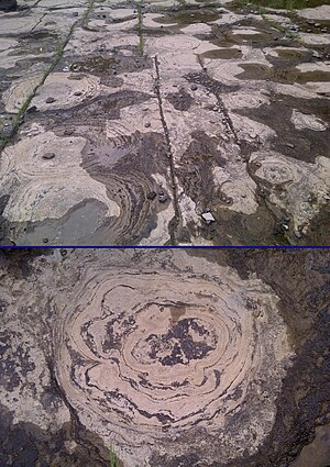 Stromatolithe: Les stromatolithes dans le passé, Les stromatolithes contemporaines, Modèles de croissance