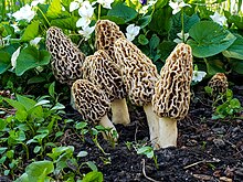 The much-prized kanaguchhi (Morchella esculenta) Morchella esculenta grouping 01.jpg