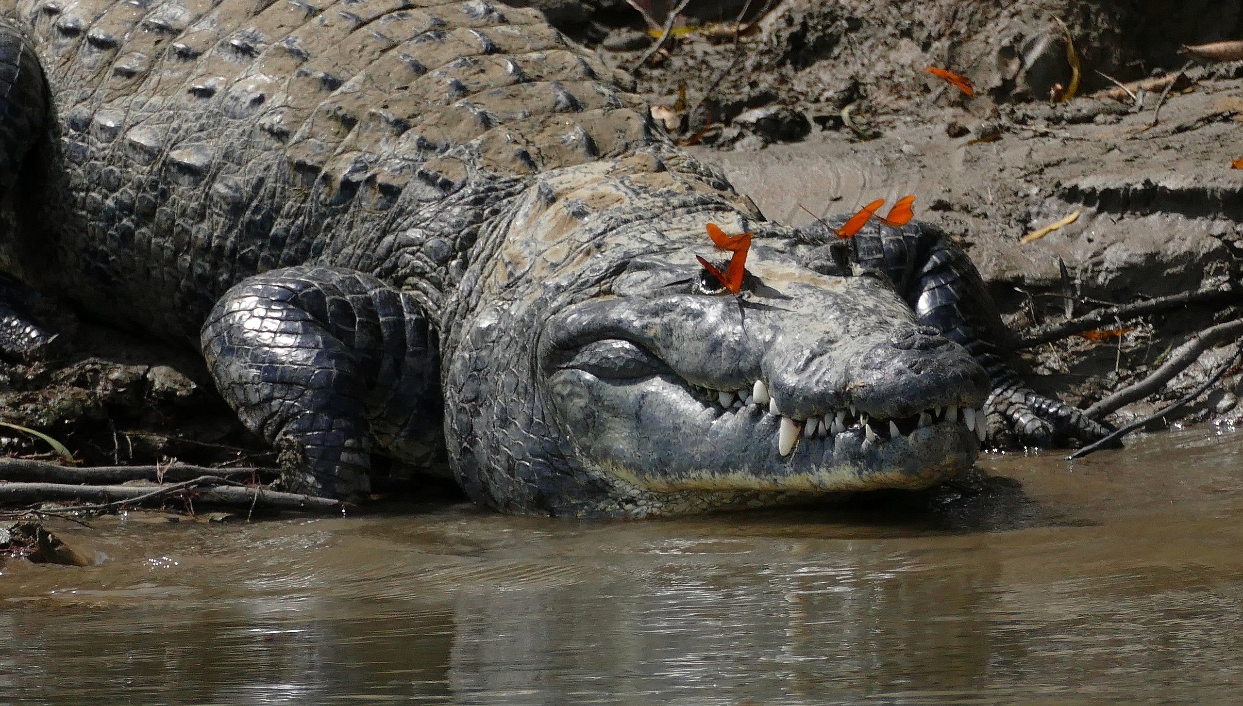 How many Philippine crocodiles are left 2020?