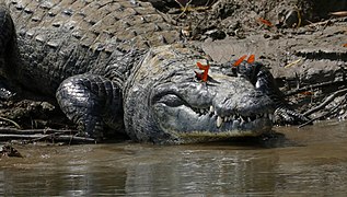 D. iulia retirando sustancias minerais das bágoas dun crocodilo-de-morelet, en México