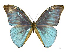 優哉閃蝶 Morpho eugenia