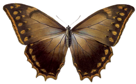 Morpho theseus