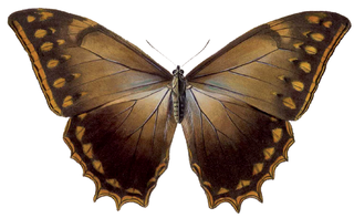 <i>Morpho theseus</i> Species of butterfly