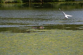 Mouette rieuse (Larus ridibundus) et ragondin (Myocastor coypus)