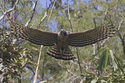 Mountain Hawk Eagle Wikiwand