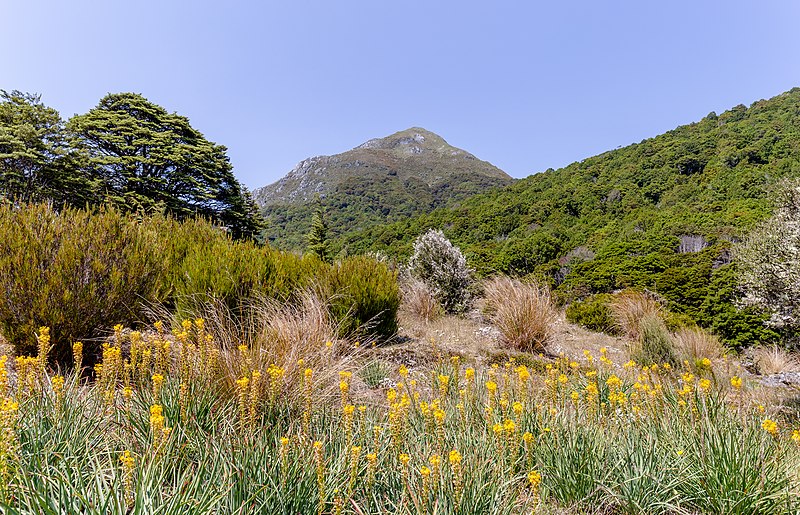 File:Mt Mytton from Cobb Valley, Kahurangi National Park, New Zealand.jpg