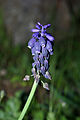 Nazareno (Muscari neglectum)