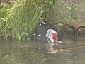 Mating in water; the large drake entirely submerges the smaller hen