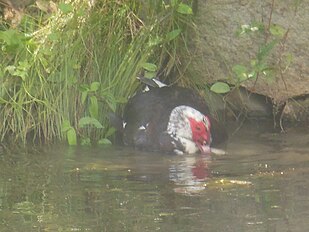 Mating in water; the large drake entirely submerges the smaller hen