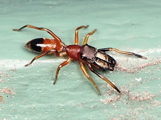 <i>Myrmarachne formicaria</i> Species of spider