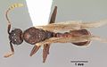 Myrmica mexicana casent0104824 dorsal 1. jpg