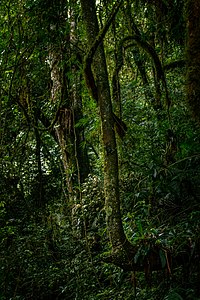 Mata próxima a entrada da caverna